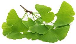 ginkgo