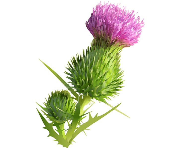 Prémium, 100% máriatövismag olaj