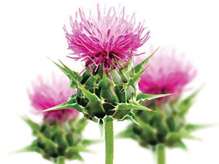 Máriatövismag liszt 