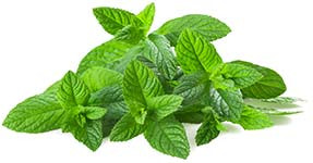 Borsos menta