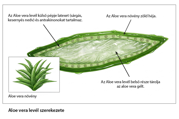 Így készül a Natur Tanya aloe gél az aloe vera levélnedvből